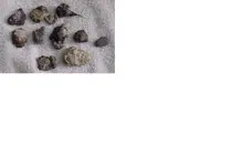 padre island treasures2.webp