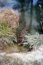 gator.2.webp