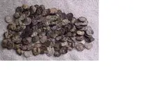 padre island treasures3.webp