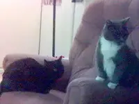 cats.webp