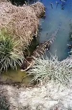 gator.3.webp