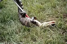 gatorspin.webp