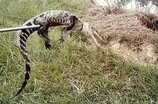 gatorjump.webp