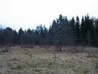 spookytree.webp