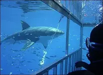 cage.webp