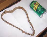 heart 2.webp
