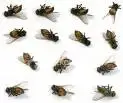 flies.webp