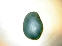 some jade finds 005 resize 1.webp