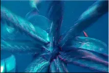 Squid_027 copy.webp