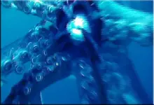 Squid_022 copy.webp