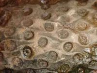 petrified wood 4.webp