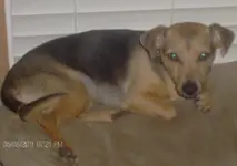puppy 029.webp