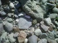 ry8.webp
