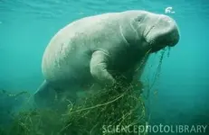 Manatee_Eating_Hydrilla-SPL.webp