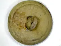 Button PRR Back.webp