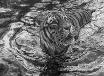 tigerwatersm.webp