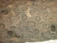 petrified cu2.webp