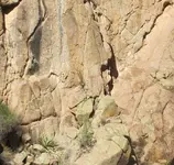 midlevelturtle1.webp