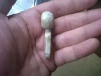IMG00274-20110728-1137.webp