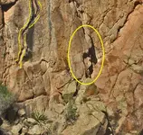 midlevelturtle1-desertmoons-marked.webp