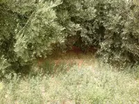 zitoun.webp