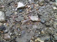 IMG00065-20110717-0615.webp