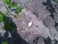 IMG00067-20110717-1122.webp