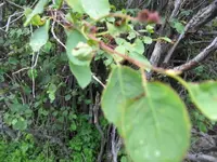 Pacific Servicebush.webp