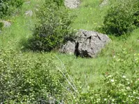 Wagon Bolen Crack Rock 1.webp
