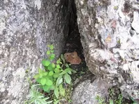 Wagon Bolen in Crack.webp
