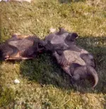 Scan_Pic0001.webp