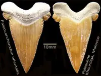 paleocarcharodonanterior.webp