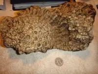 coral colony6.webp