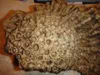 coral colony1.webp