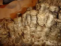 coral colony3.webp