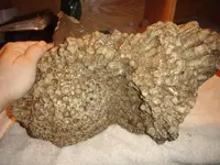 coral colony4.webp
