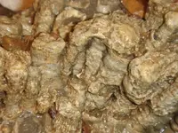 coral colony5.webp