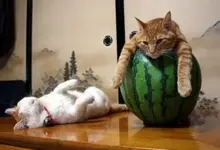 Relaxing #3.webp