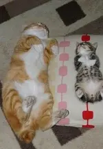 Relaxing #5.webp