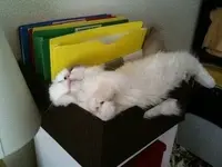 Relaxing #10.webp