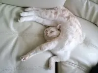Relaxing #15.webp