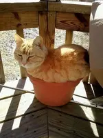 Relaxing #20.webp