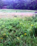 NH FINDS 08-05 034.webp