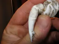 pipe leg 002.webp