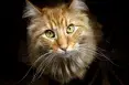 avatar_41520.webp