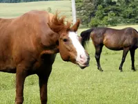 bullwinkle impersonator.webp