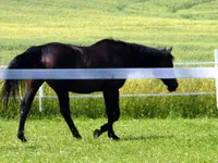 racing stripe.webp