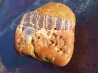 fossil.webp