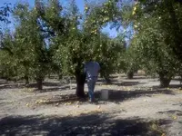 pears3.webp