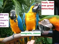 parrots.webp